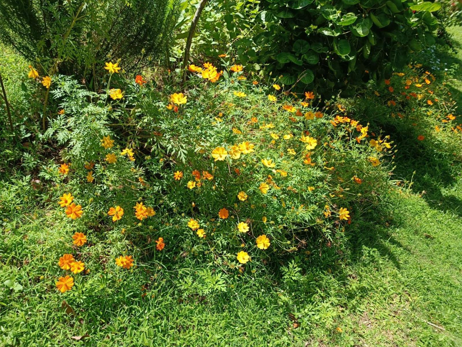 Les Gites Du Sud - O Naturel Gourbeyre 客房 照片